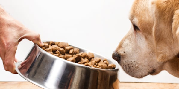 Puppy stopped shop eating dry food